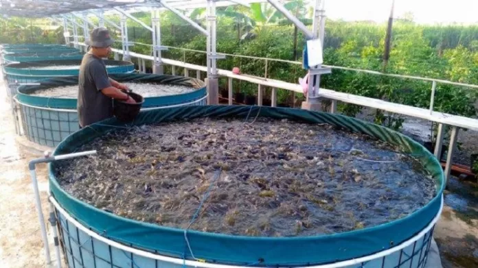 Peluang Emas: Cara Ternak Lele Rumahan yang Menguntungkan untuk Pemula