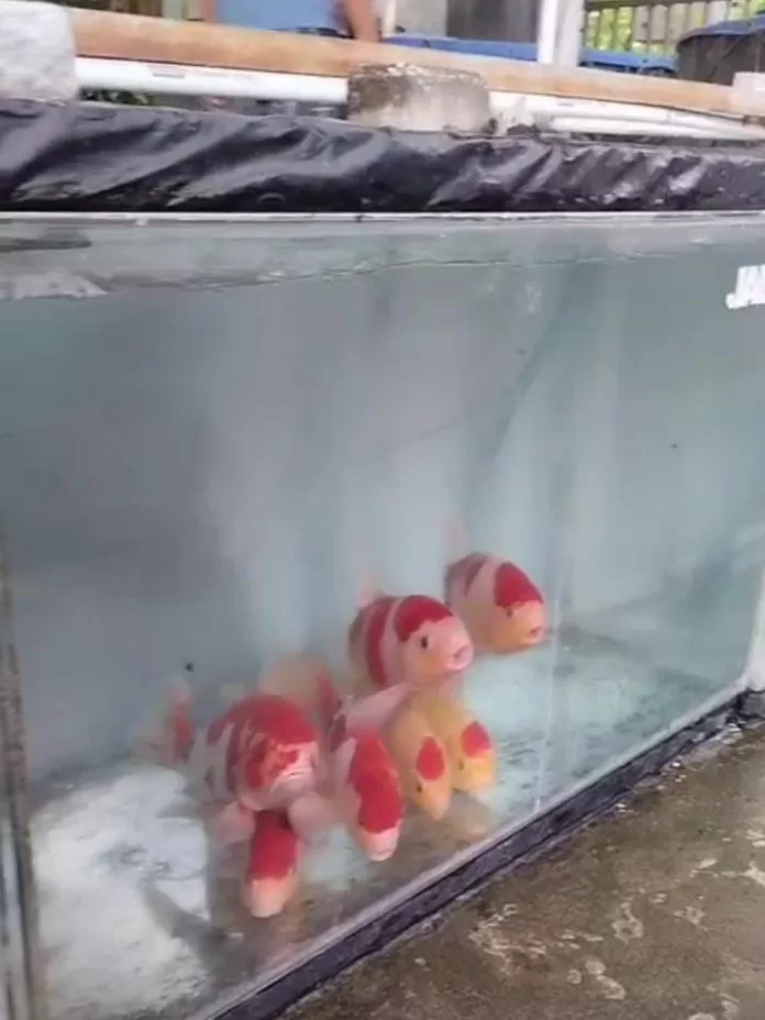 Mahasiswa KKN UTM Produksi Video Promosi Ikan Koi di Desa Jabung Blitar: Pelajari Perawatan hingga Wawancara Langsung di Kolam Milik Warga