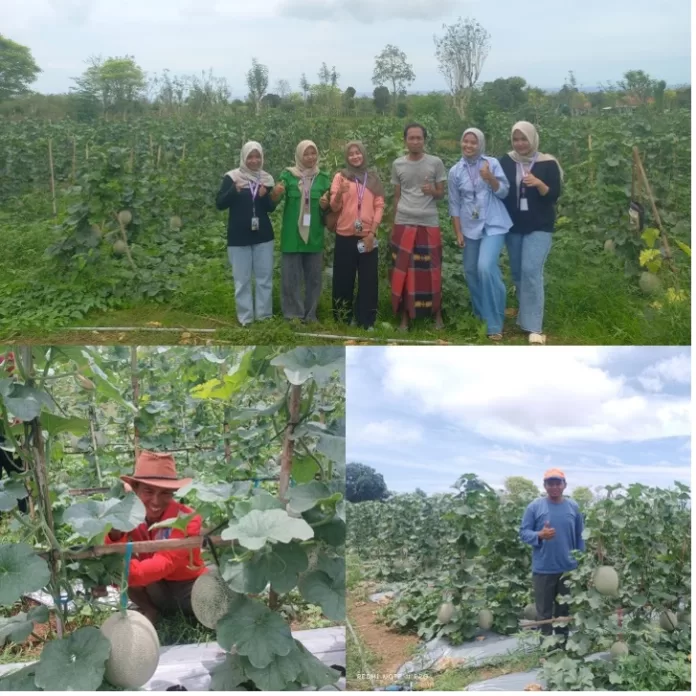Mahasiswa KKNT UTM Kembangkan Melon Unggul di Lahan Kering Madura